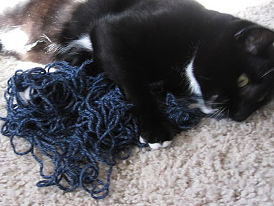 Arya kitty chews yarn