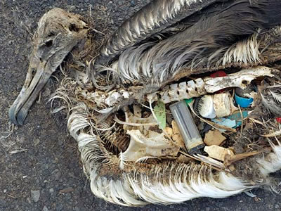 Chris Jordan albatross chick swallows plastic lighter