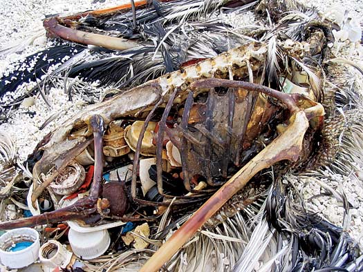 dead-albatross-chick-eats-plastic