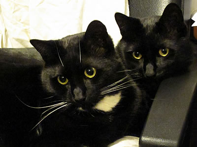 Soots and Arya in Michael's chair