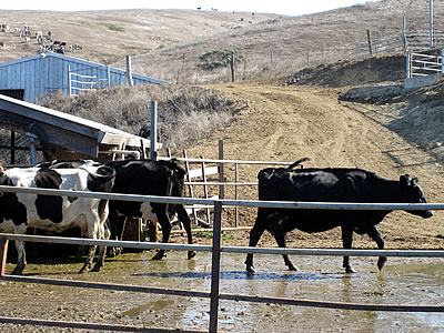 Straus organic dairy farm